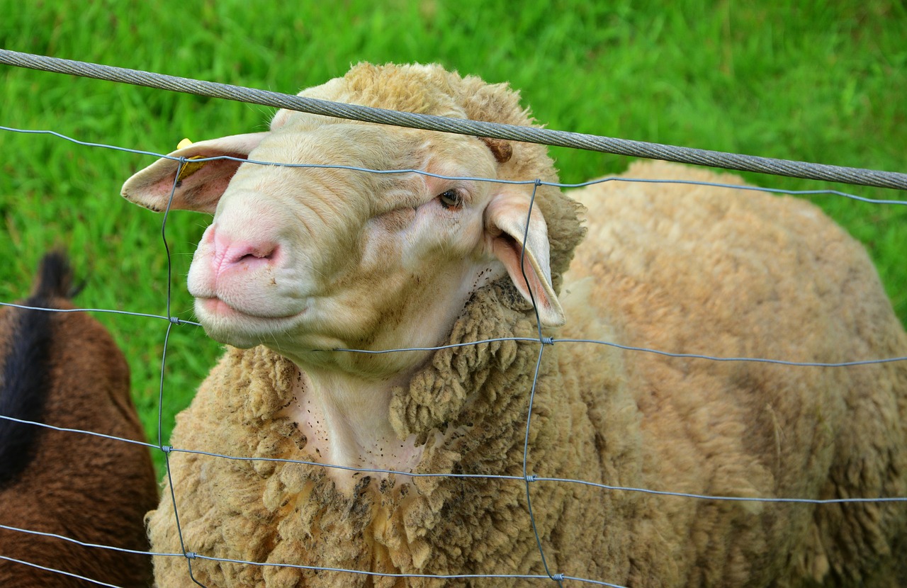 Image - sheep farm livestock pasture fence