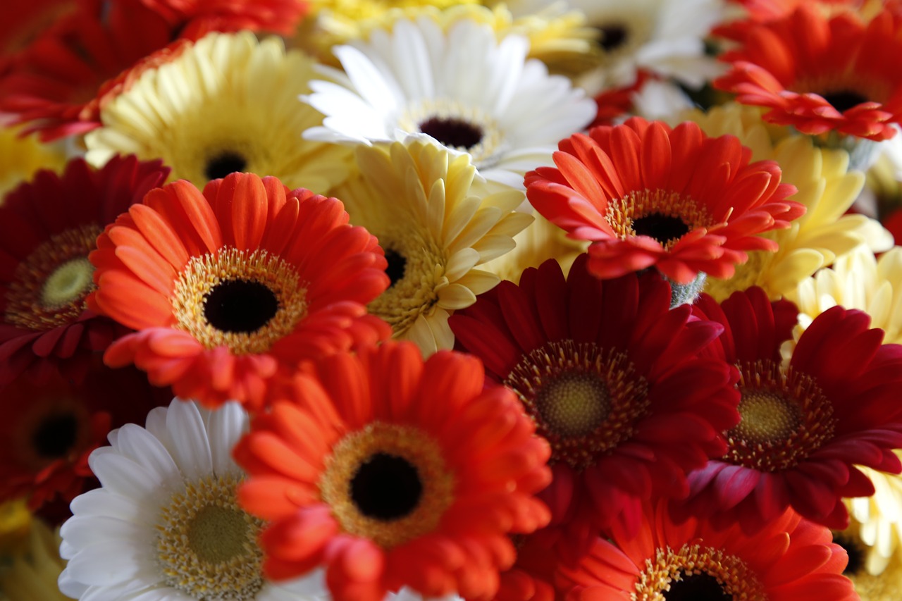 Image - flowers bloemendens belgian