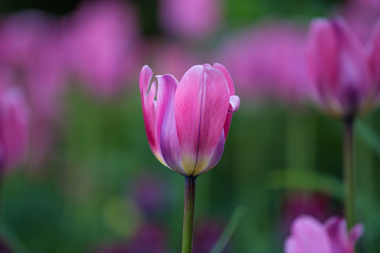 Image - tulip flower spring red flowers