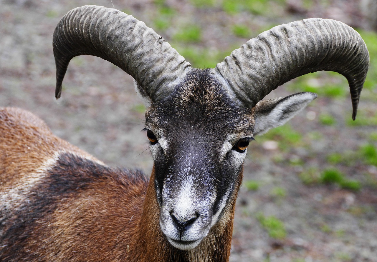 Image - aries mouflon horns portrait