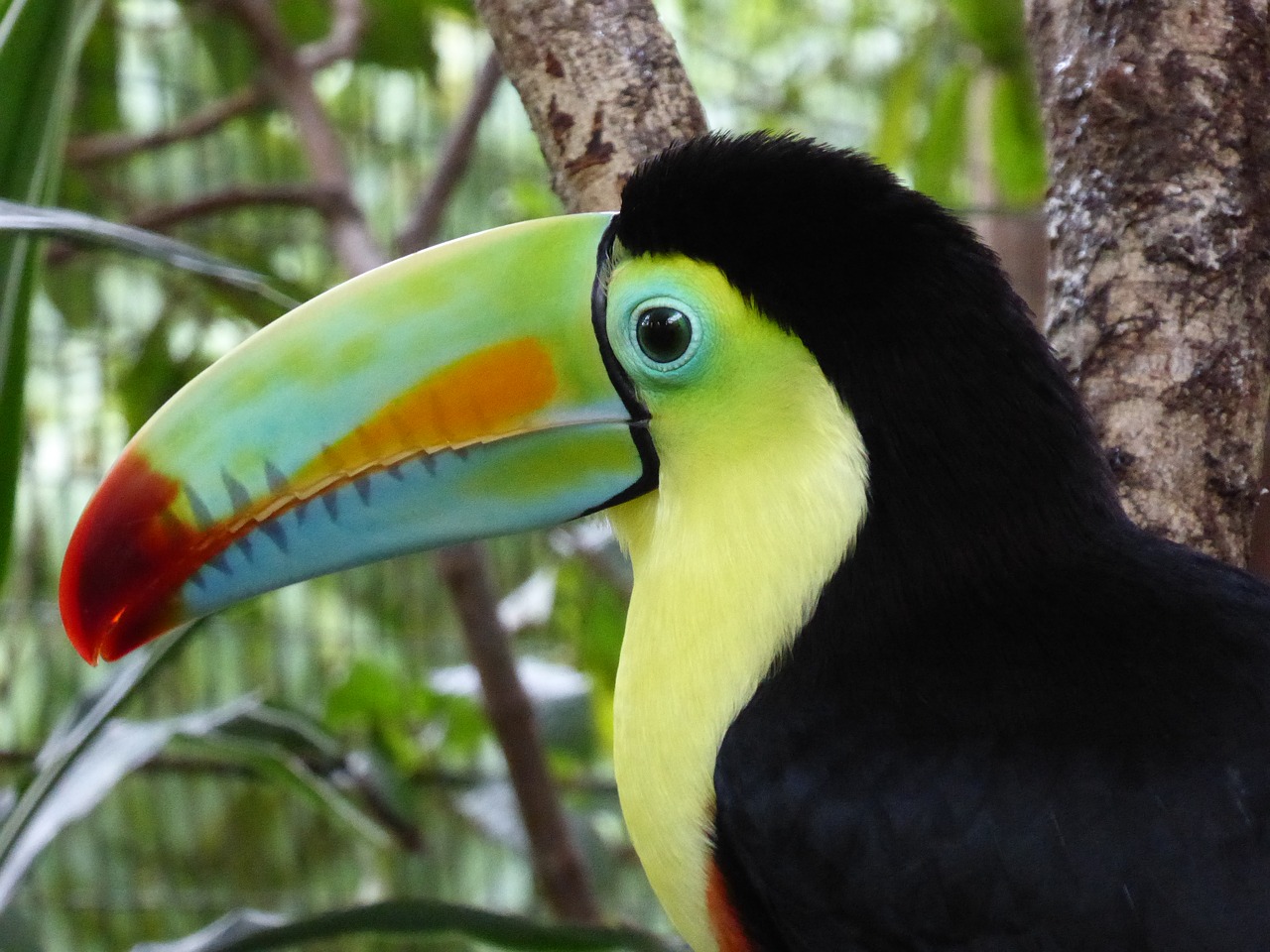 Image - toucan central america costa rica