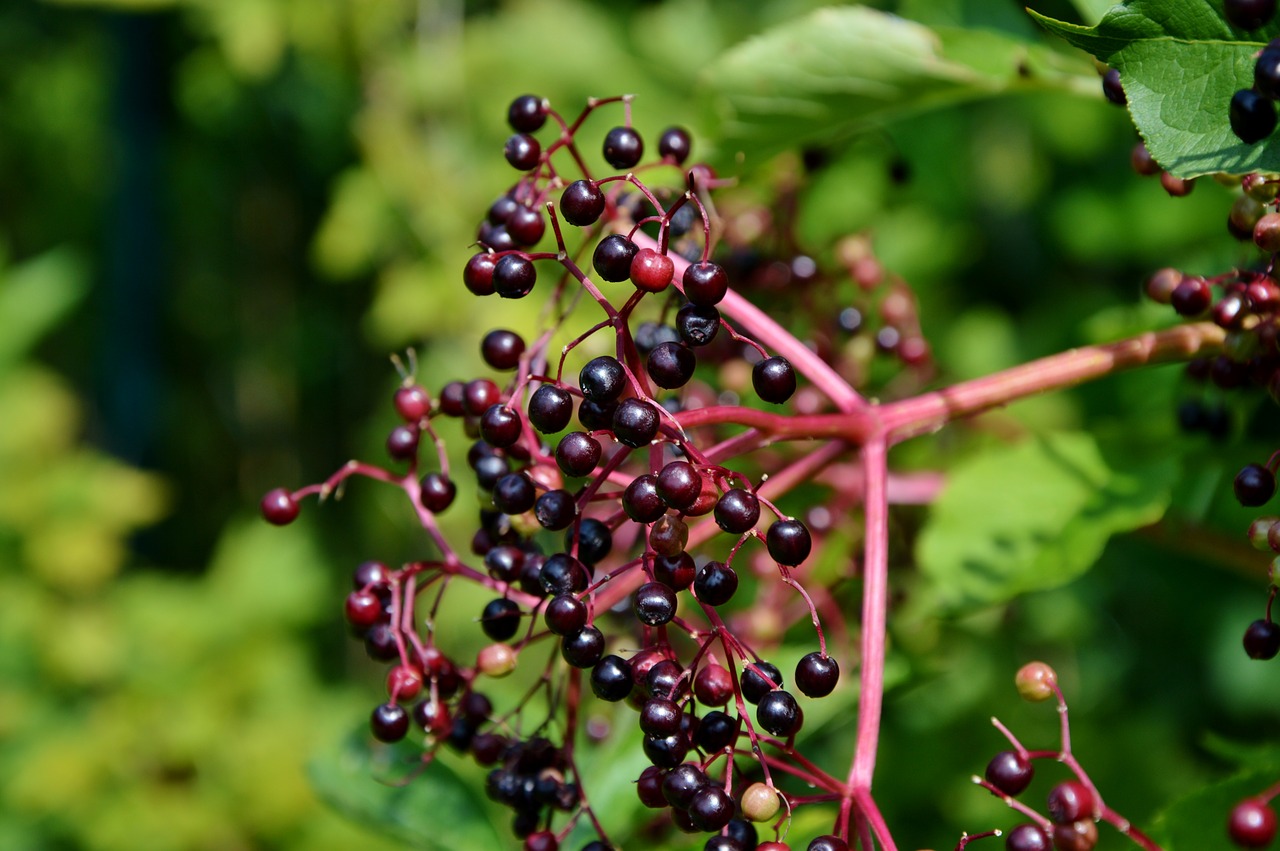 Image - elder elderberries black elderberry