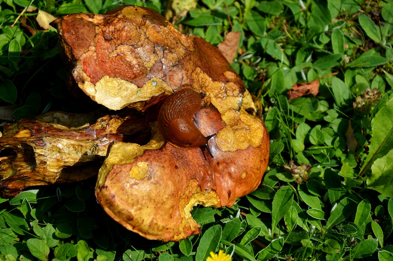 Image - mushroom tube mushroom red boletus