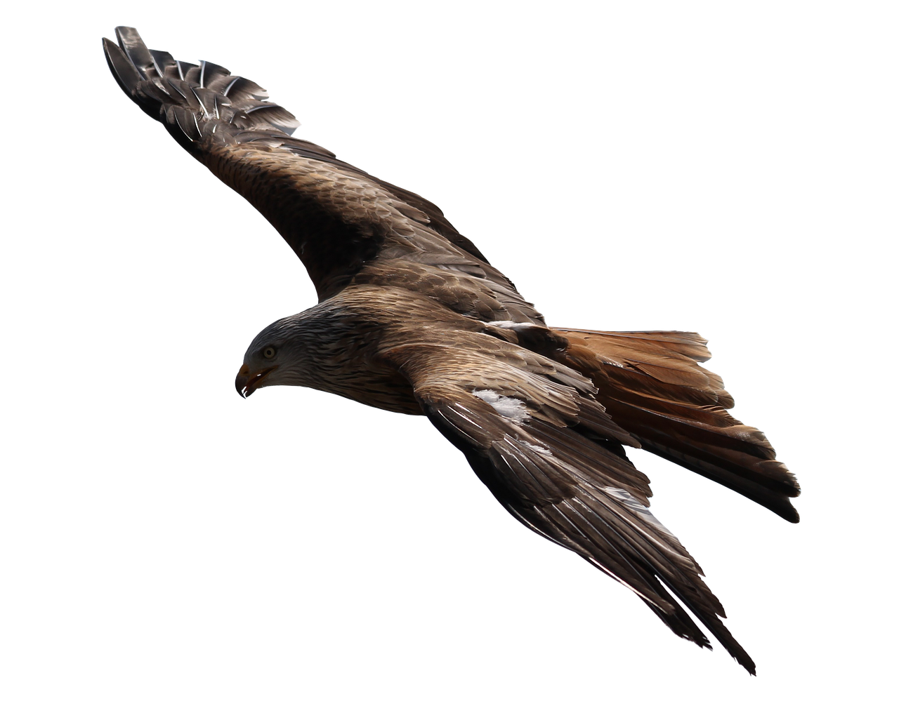 Image - adler raptor bird of prey bird fly