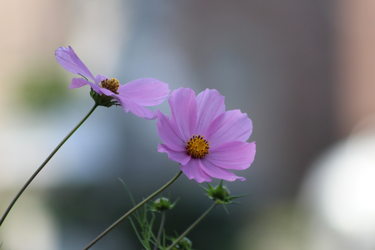 Image - cosmos purple flowers flower plant