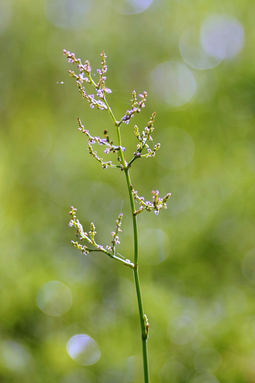 Image - sprig weed green bokeh