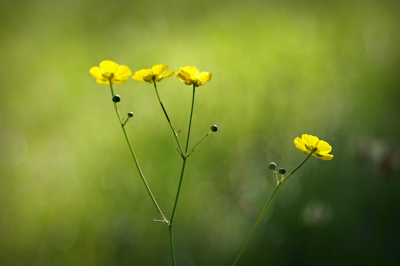 Image - buttercup flower yellow tiny green