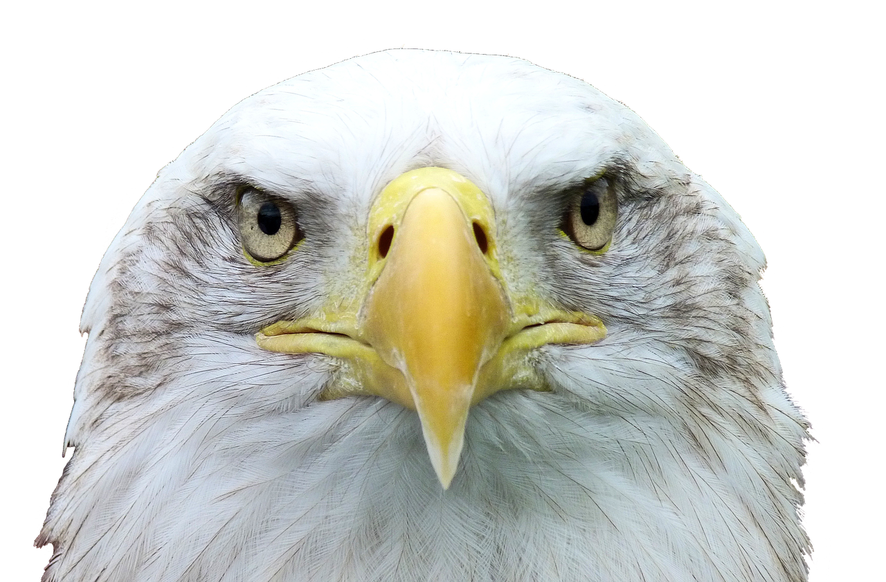 Image - adler white tailed eagle bald eagle