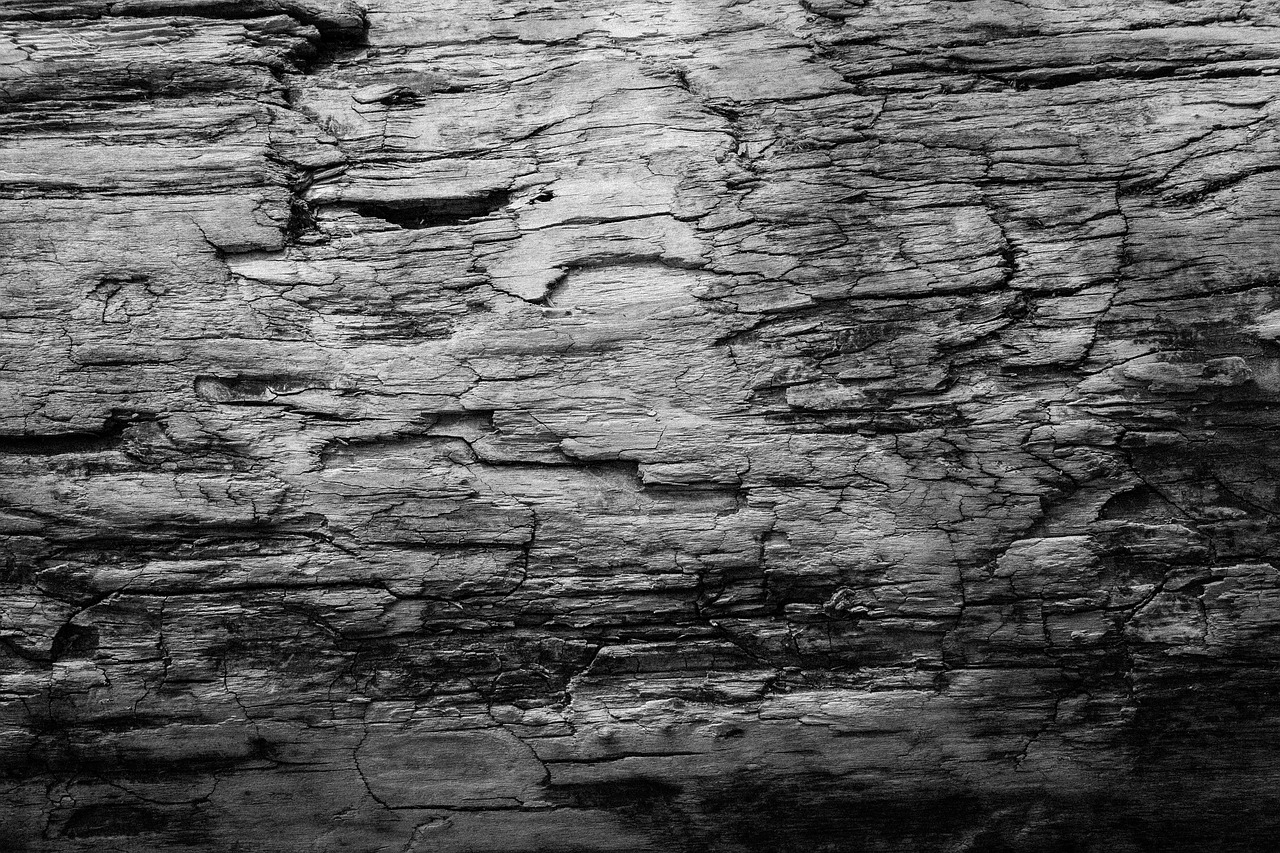 Image - texture black and white wood tree