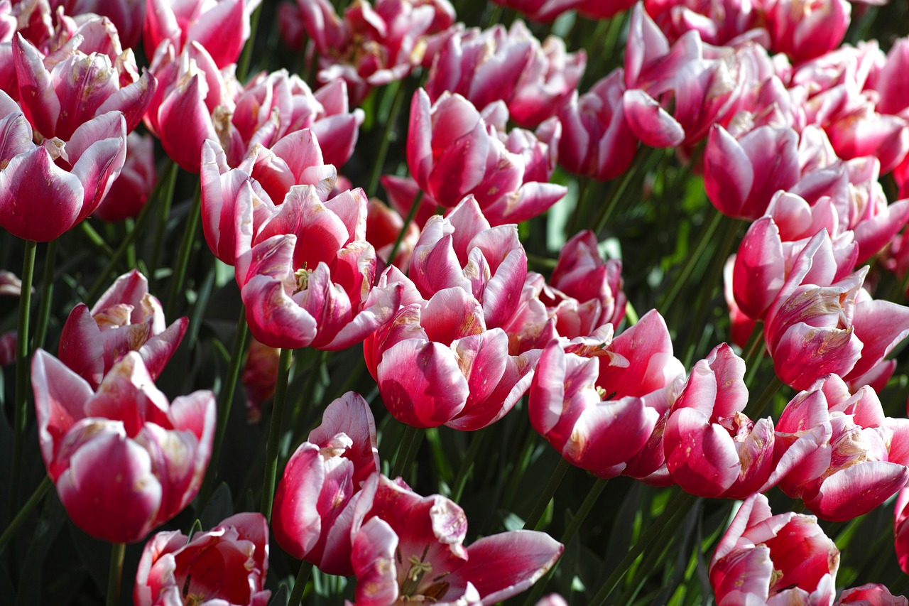Image - purple pink tulips flower