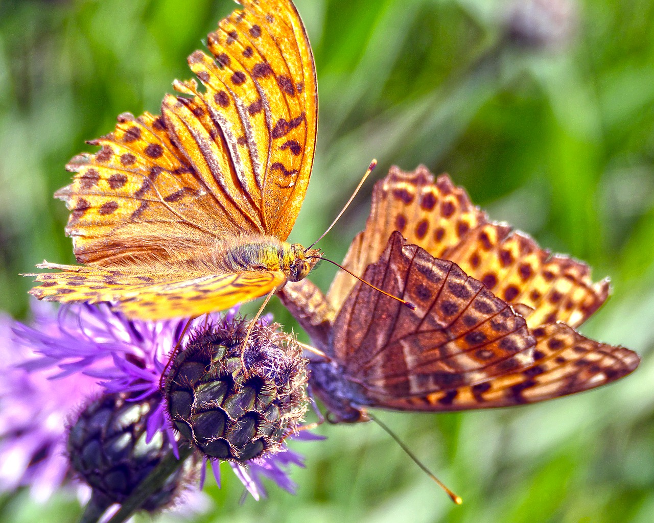 Image - butterfly mother of pearl butterfly