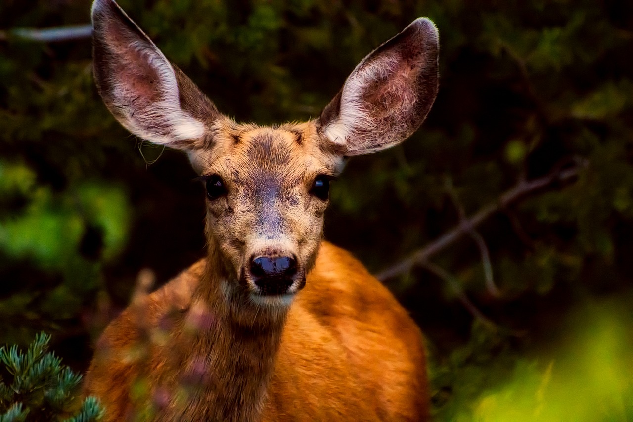 Image - deer animal wildlife cute big ears