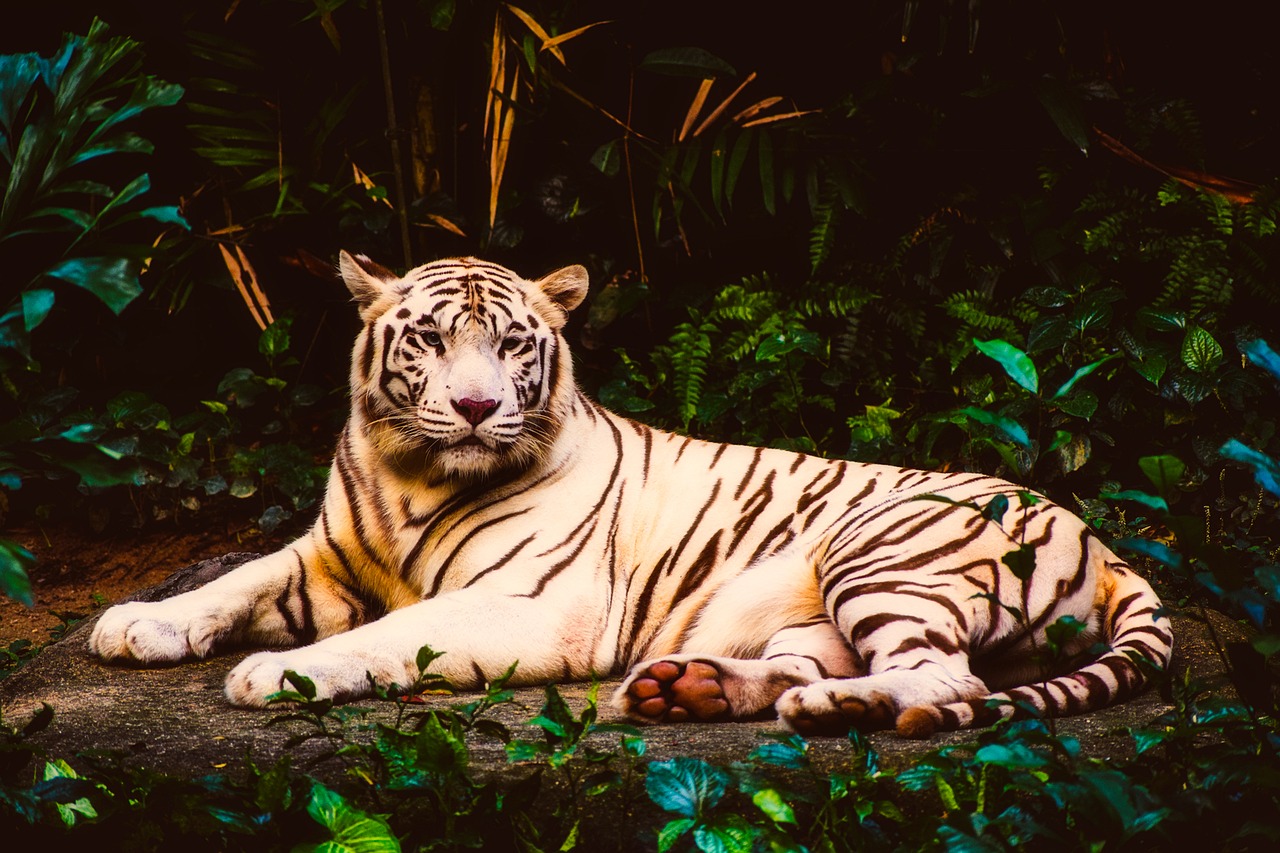 Image - tiger albino rare wildlife