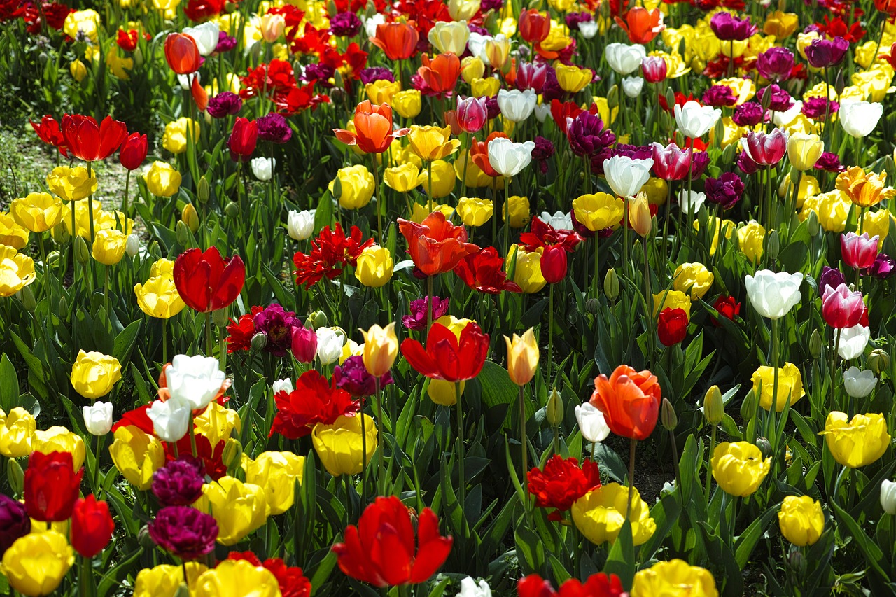 Image - red yellow green orange tulips