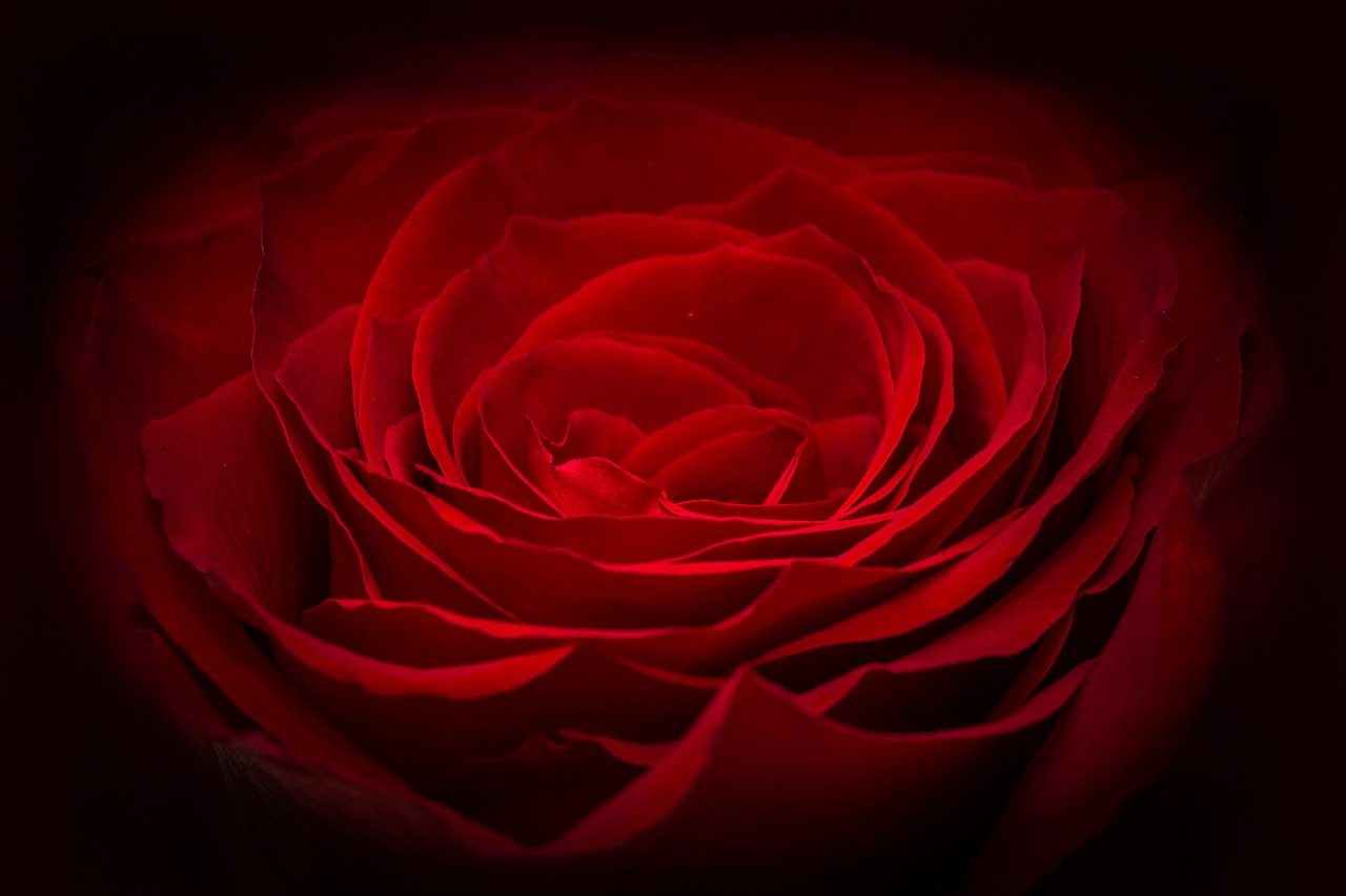 Image - rose red rose red flower petals