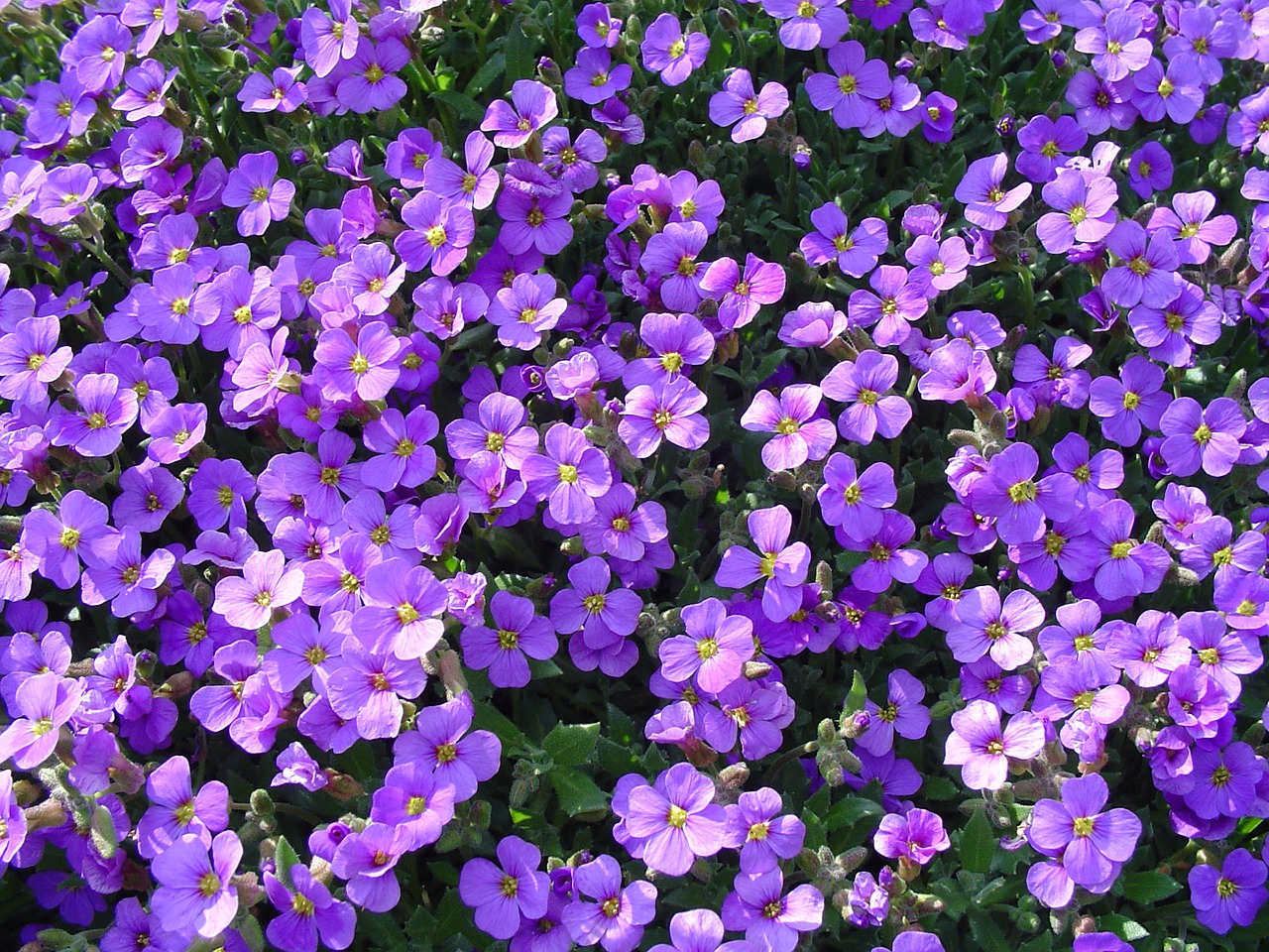 Image - blue flowers blue pillow spring