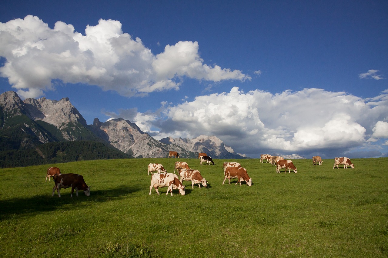 Image - alm pasture mountains clouds cow