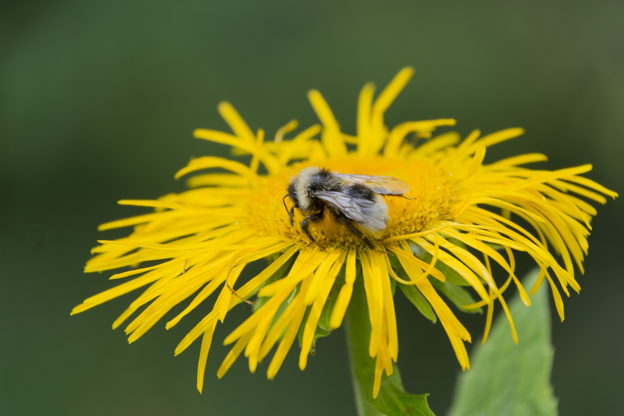 Image - yellow wasp flower wildflower