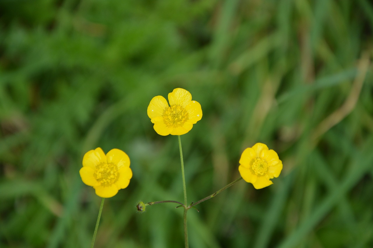 Image - yellow flowers buttercup grass