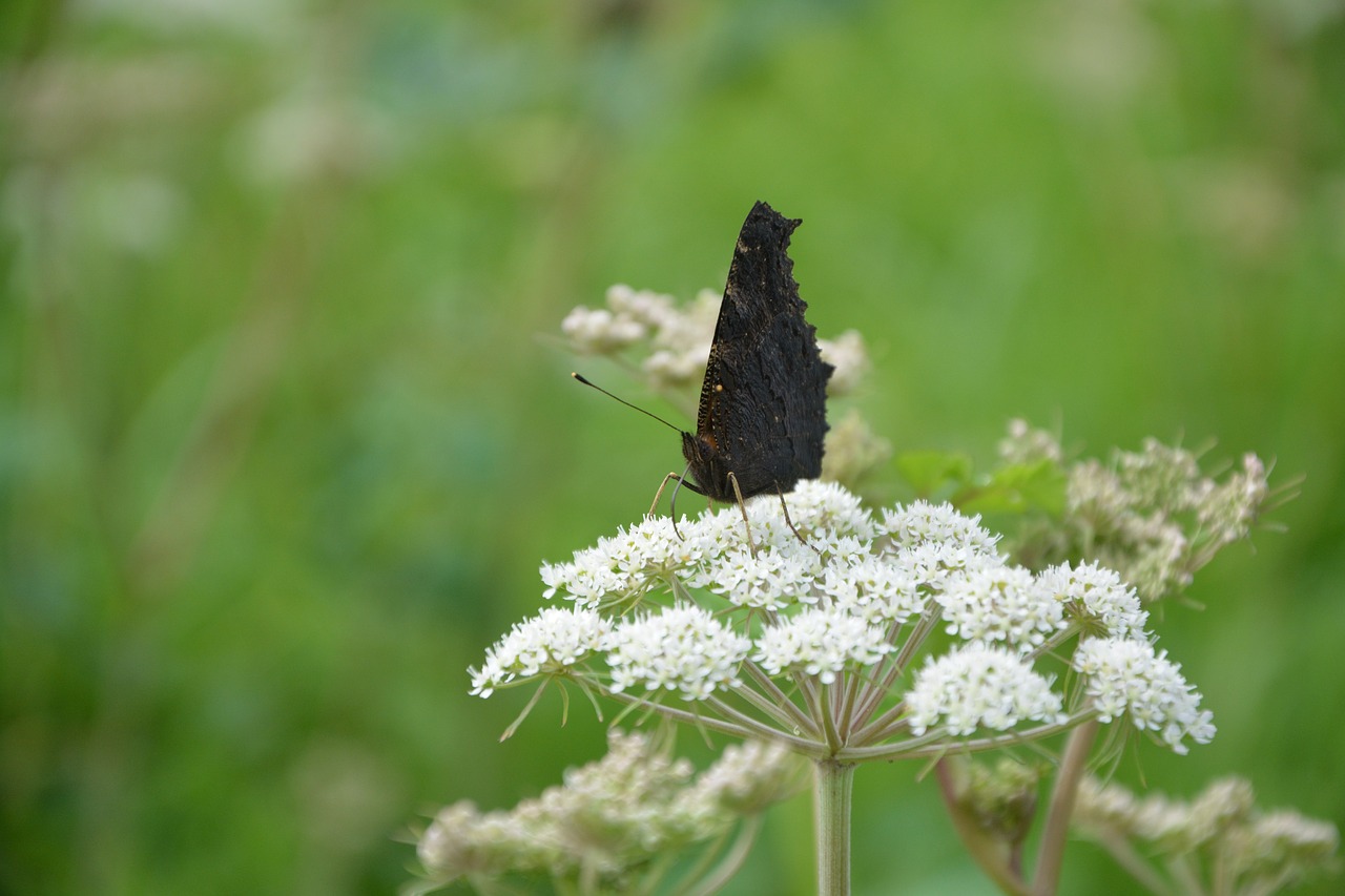 Image - butterfly wings closed hemlock