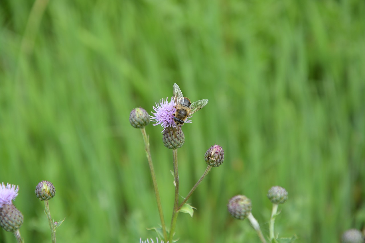 Image - bees flowers tigist grass nature