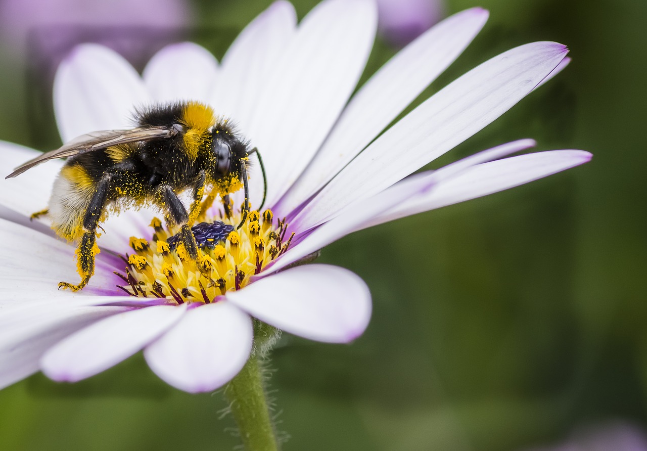 Image - bee white tail insect wildlife