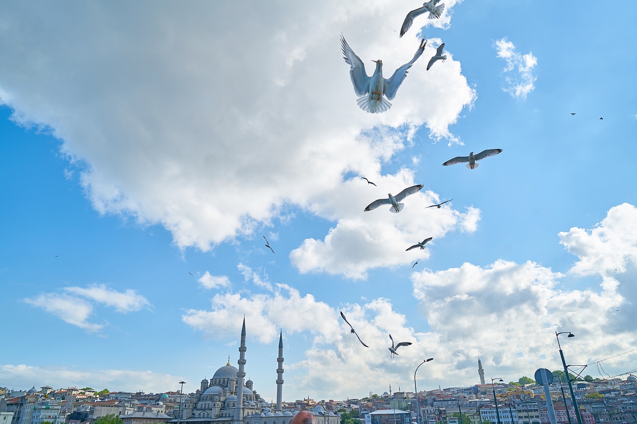 Image - seagull bird cami istanbul