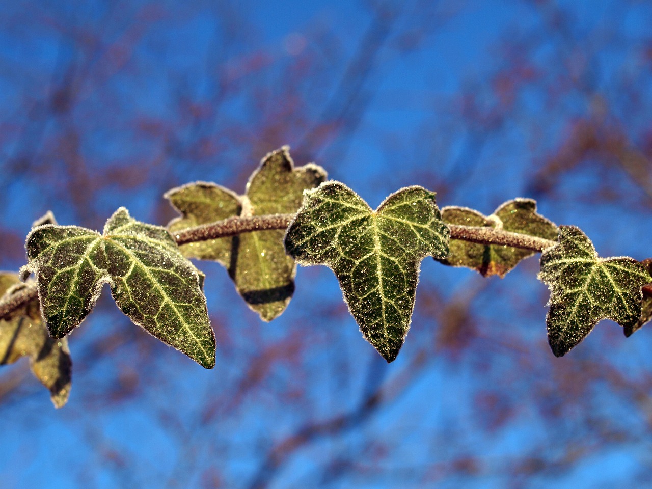 Image - leaves frost ivy winter