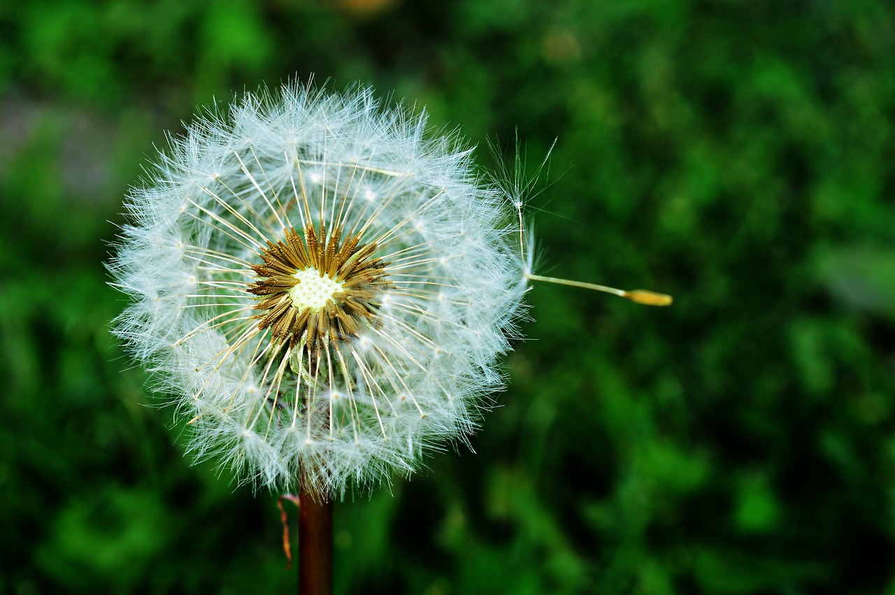 Image - dandelion dressing gown dandelion