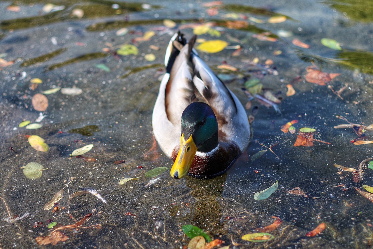 Image - duck bird pond autumn animal