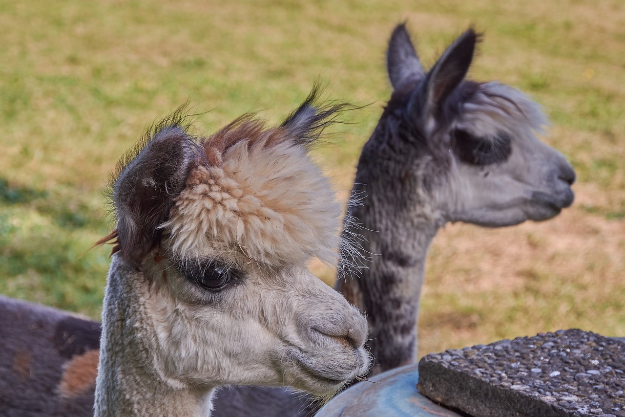 Image - alpaca south america peru nature