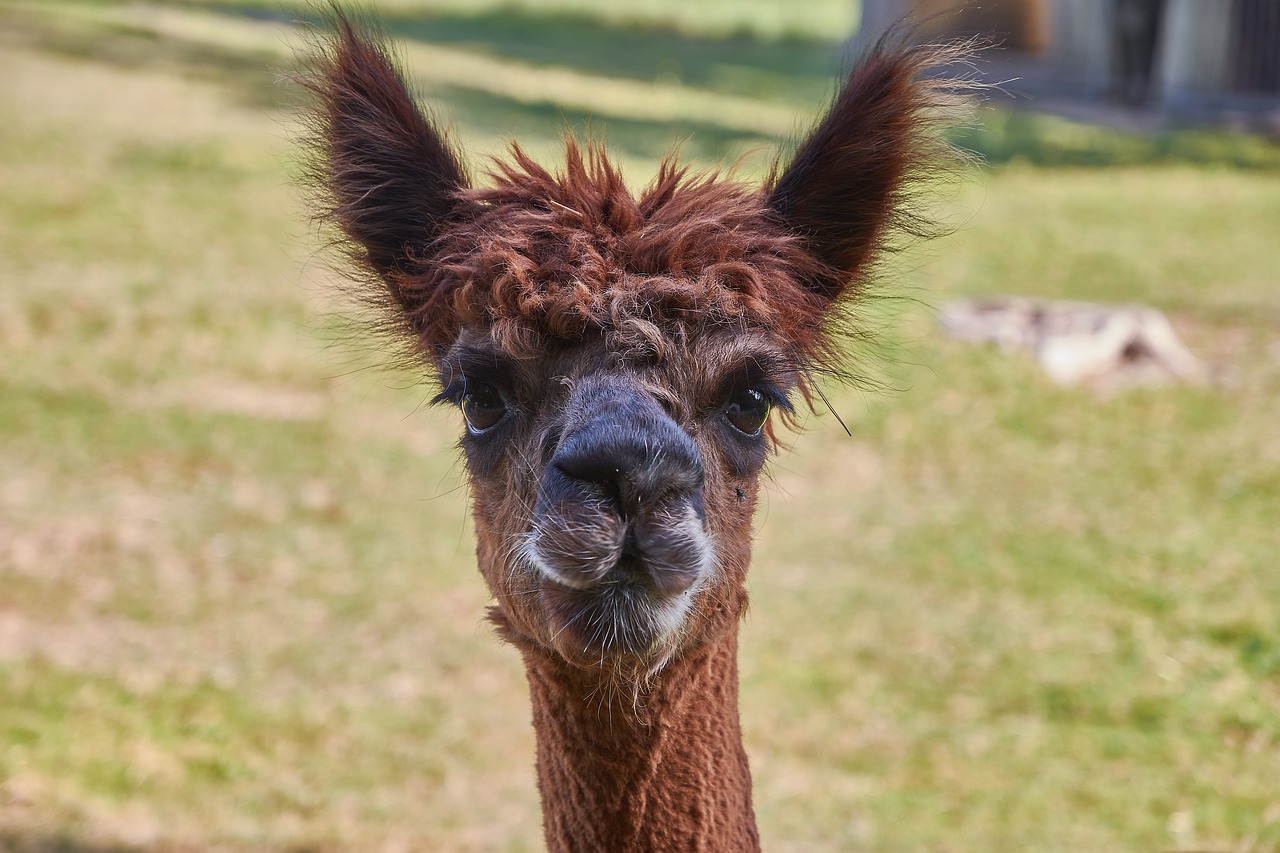 Image - alpaca south america peru nature