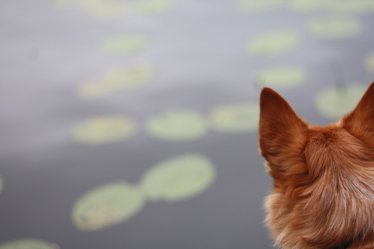 Image - waterlily water lake nature