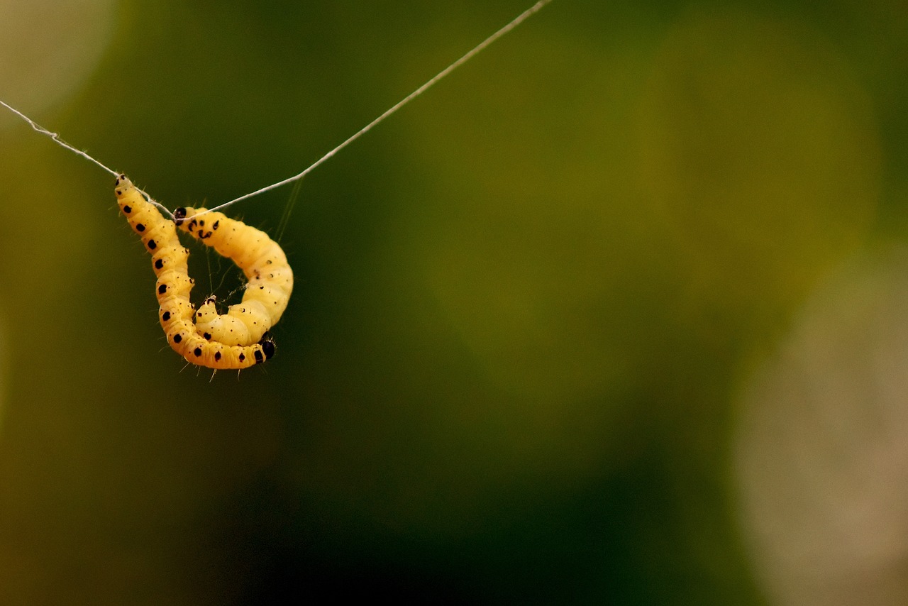 Image - larva wax moth galleriinae