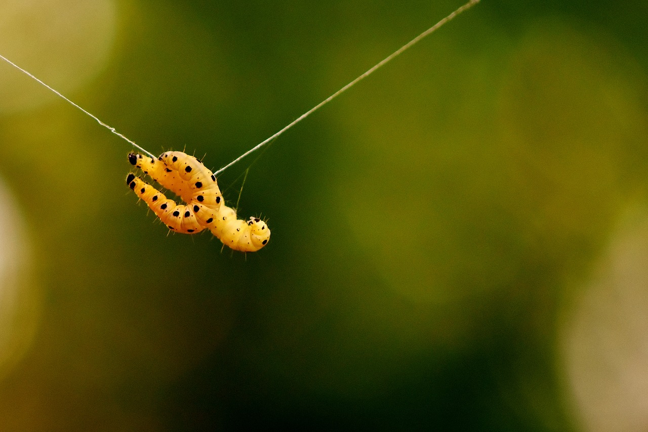 Image - larva wax moth galleriinae