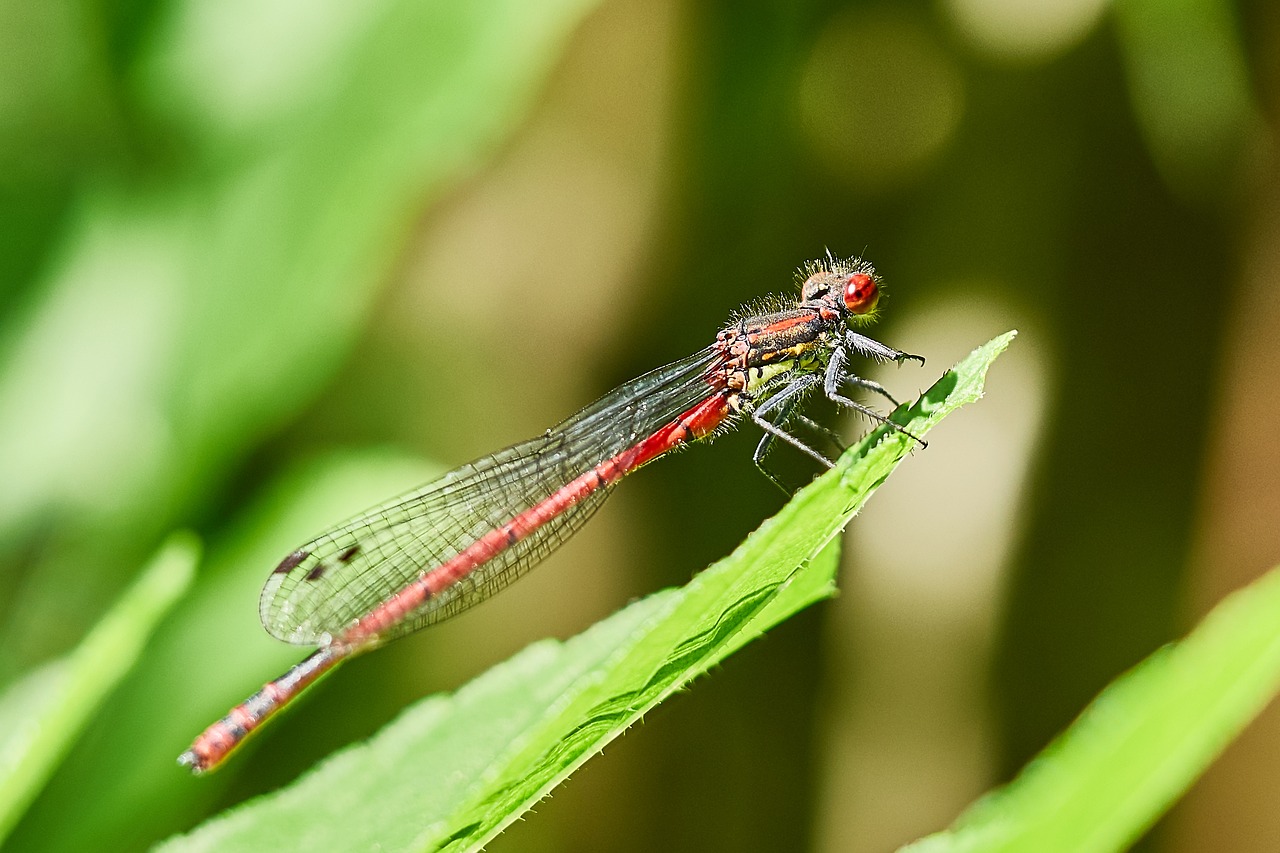 Image - dragonfly nature close insect