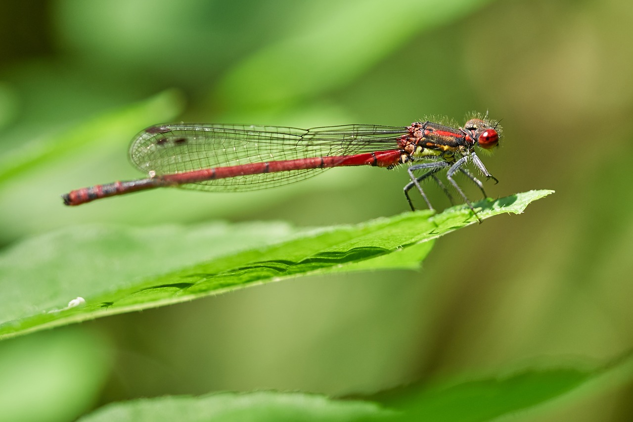 Image - dragonfly nature close insect