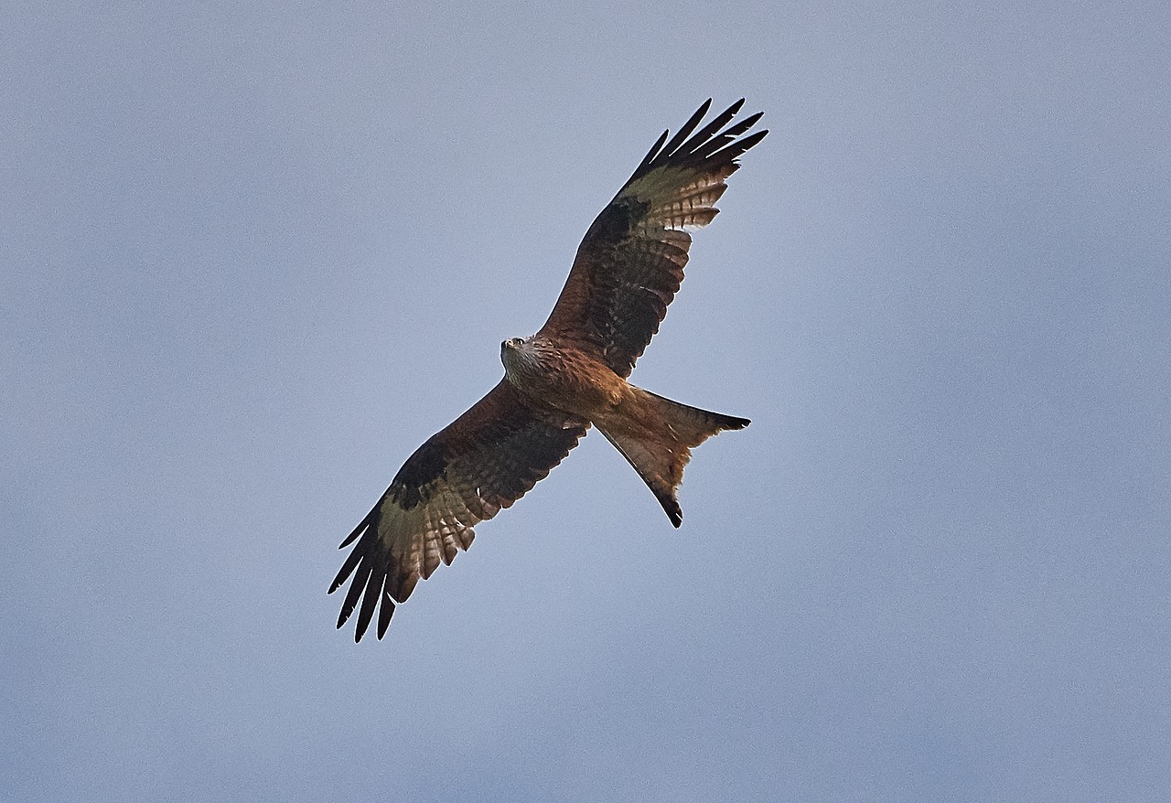 Image - millan bird fly birds plumage sky