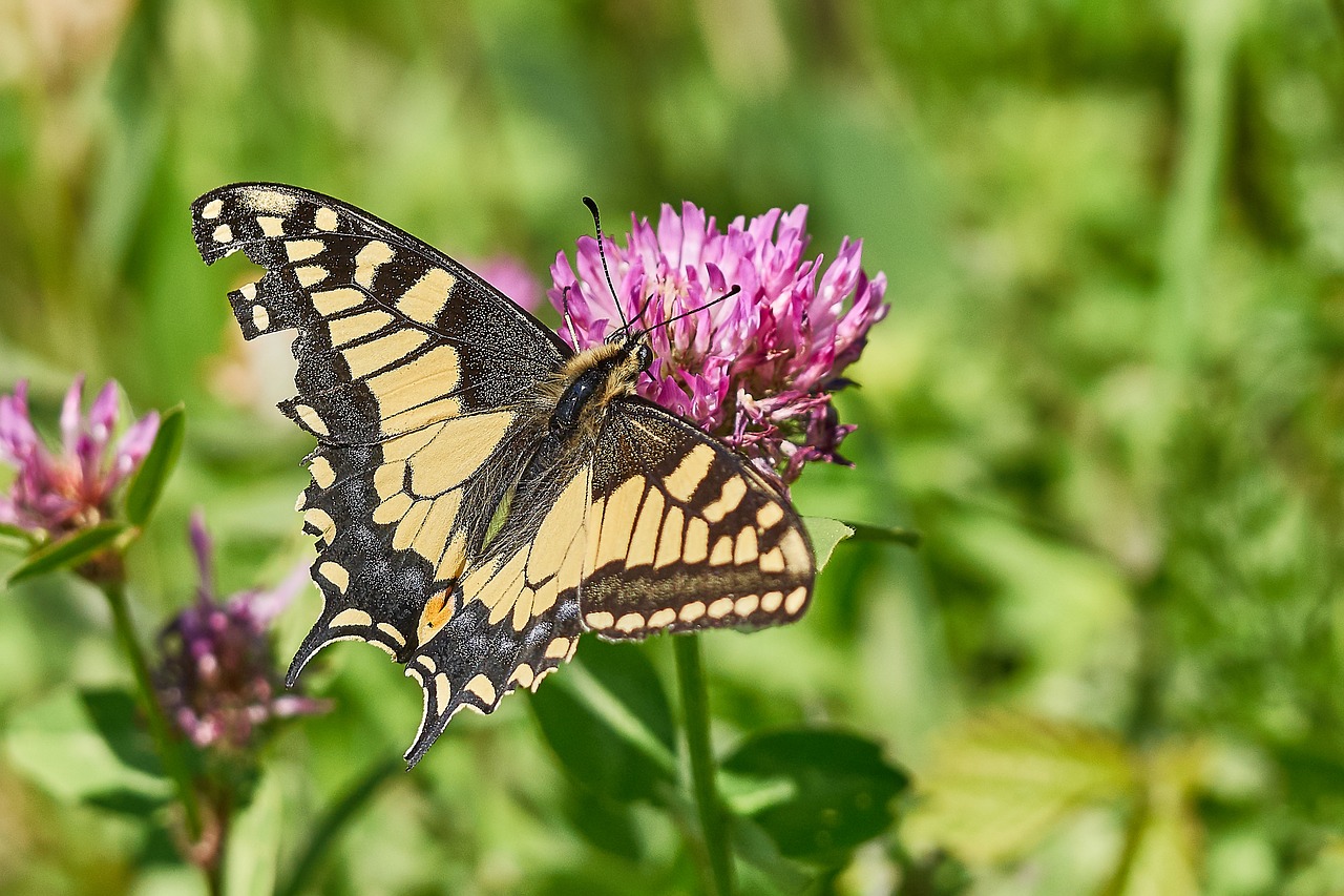 Image - butterfly nature insect animal