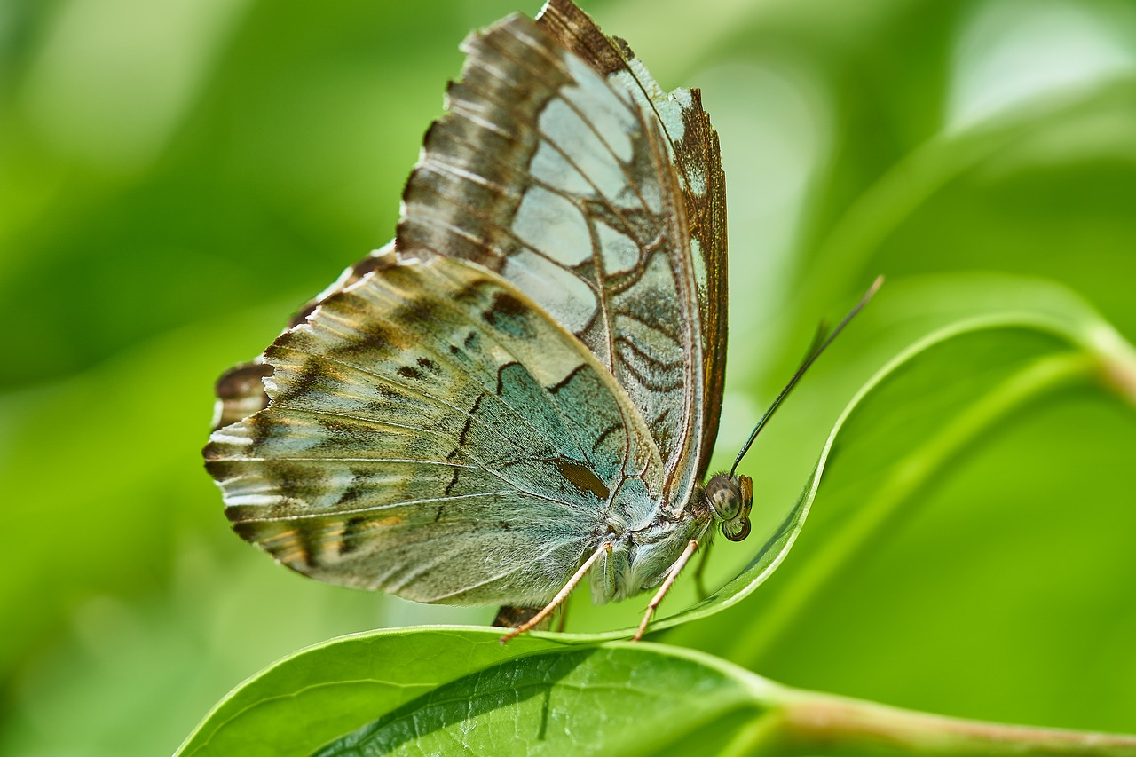 Image - butterfly nature insect animal