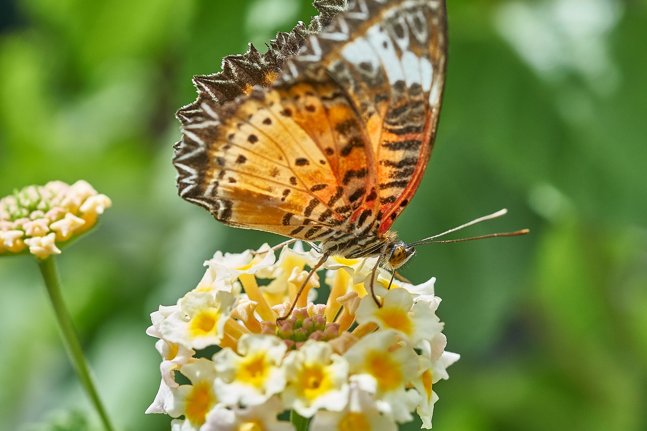 Image - butterfly nature insect animal