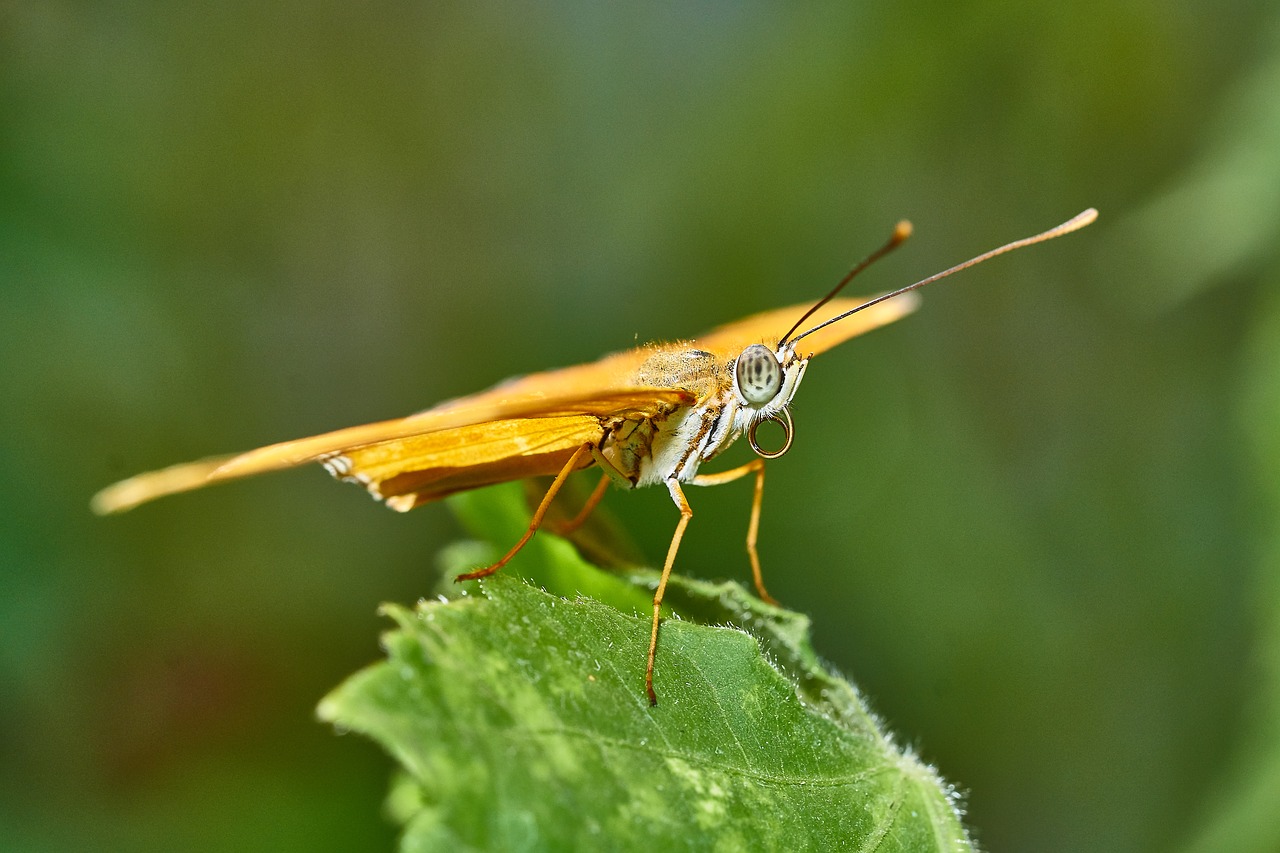 Image - butterfly nature insect animal