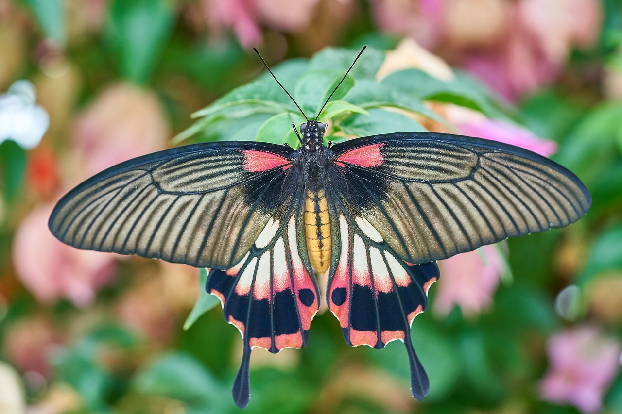 Image - butterfly nature insect animal