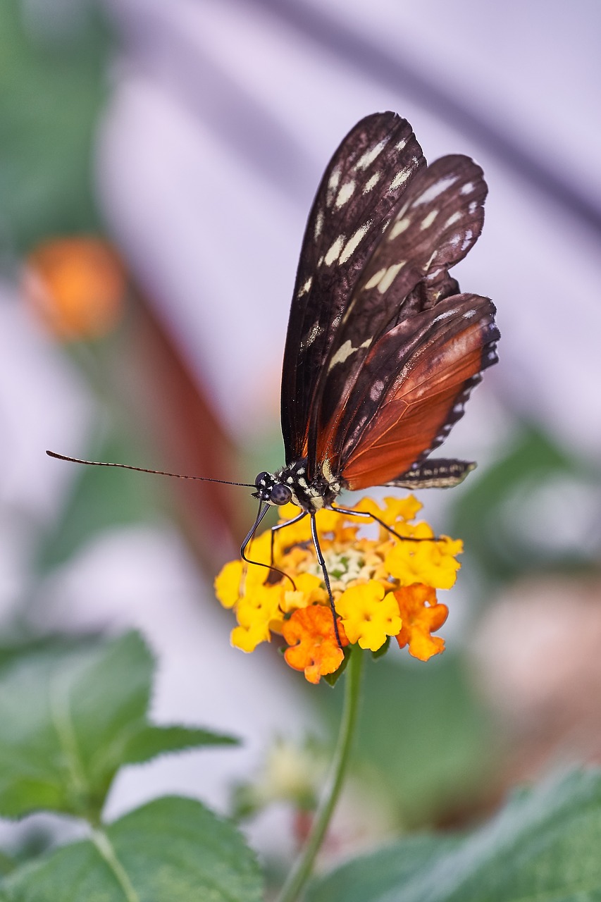 Image - butterfly nature insect animal