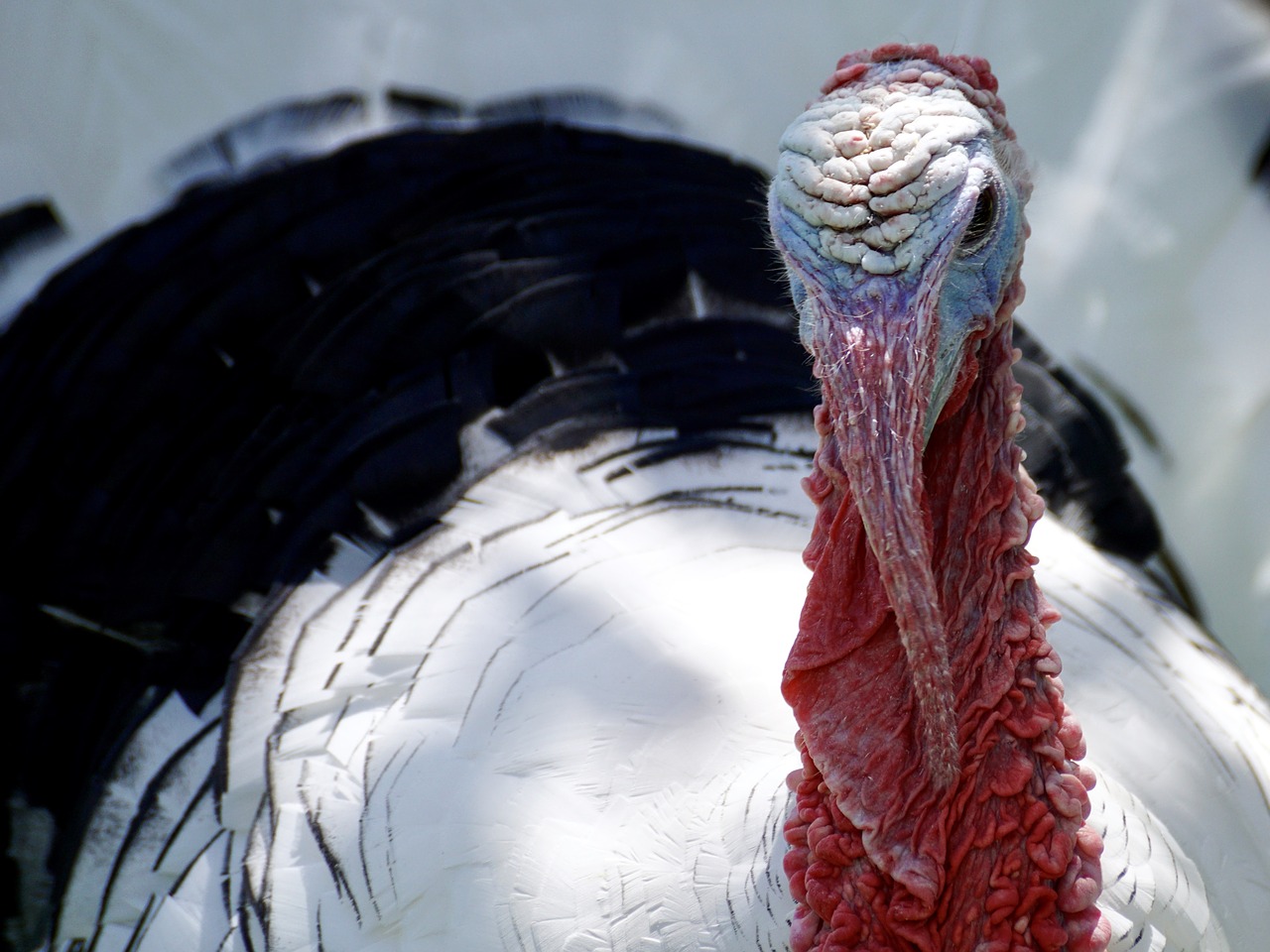 Image - turkey bird nature head animal