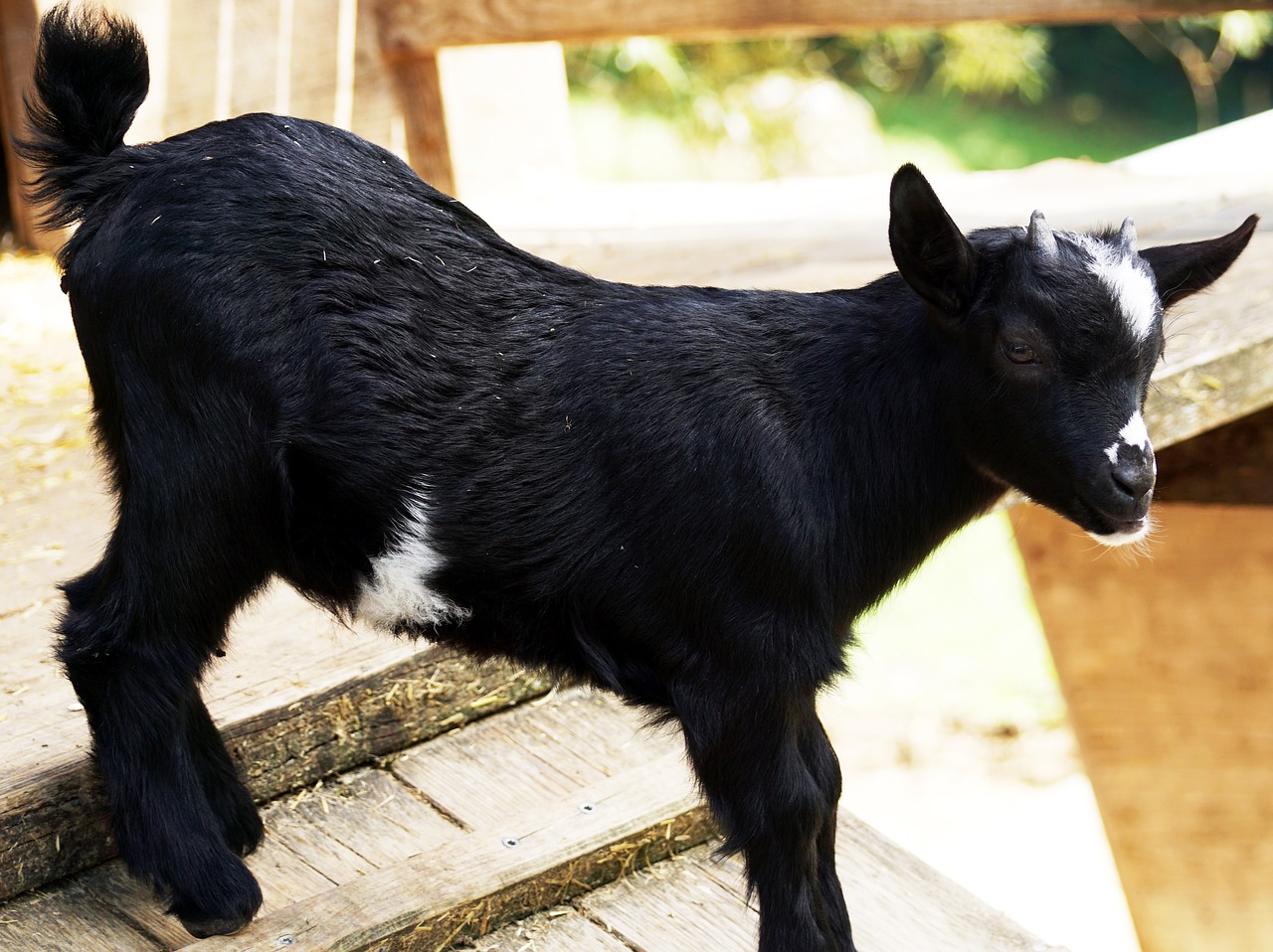 Image - kid young goat goat fur animal