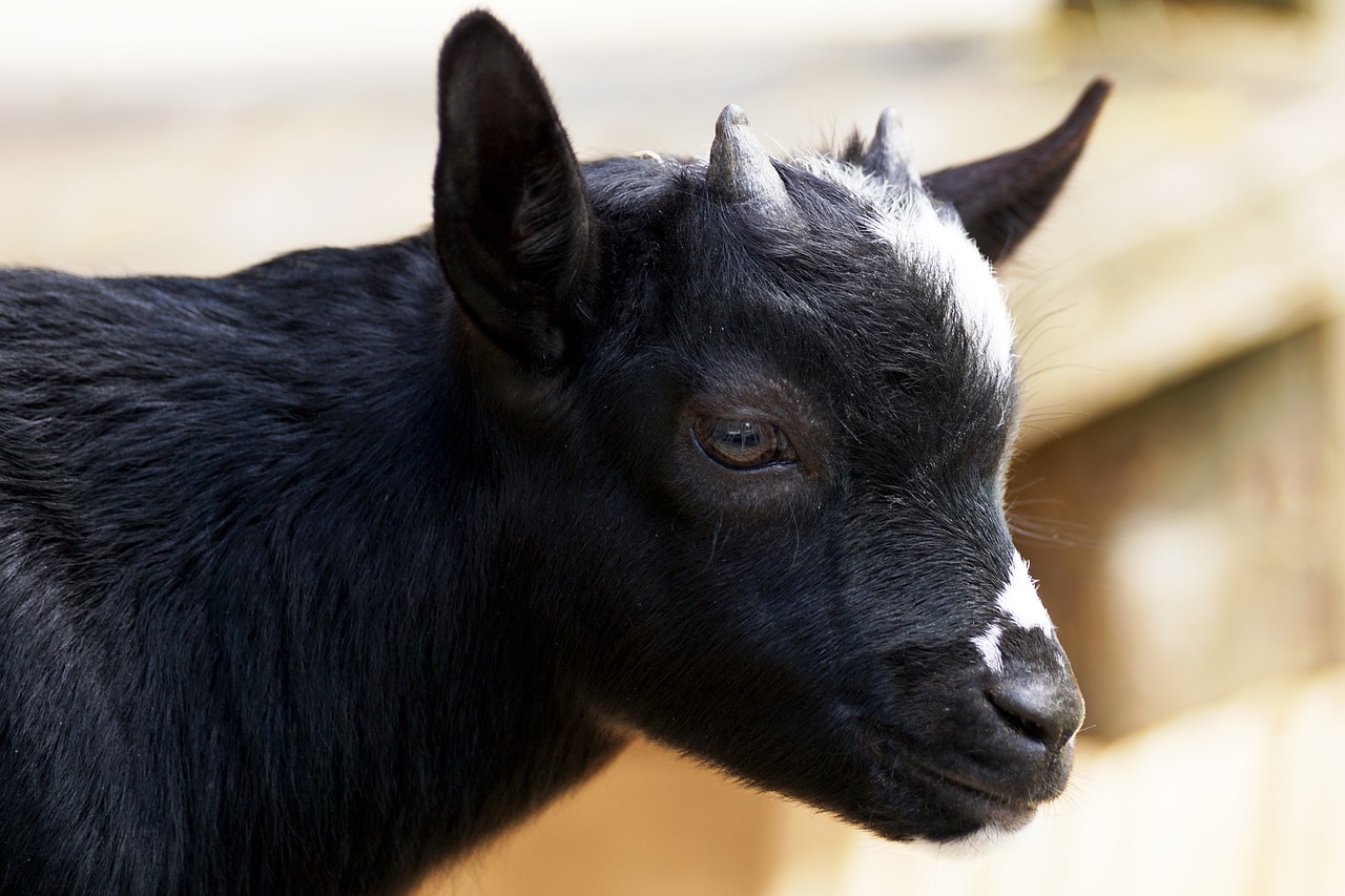 Image - kid young goat goat fur animal