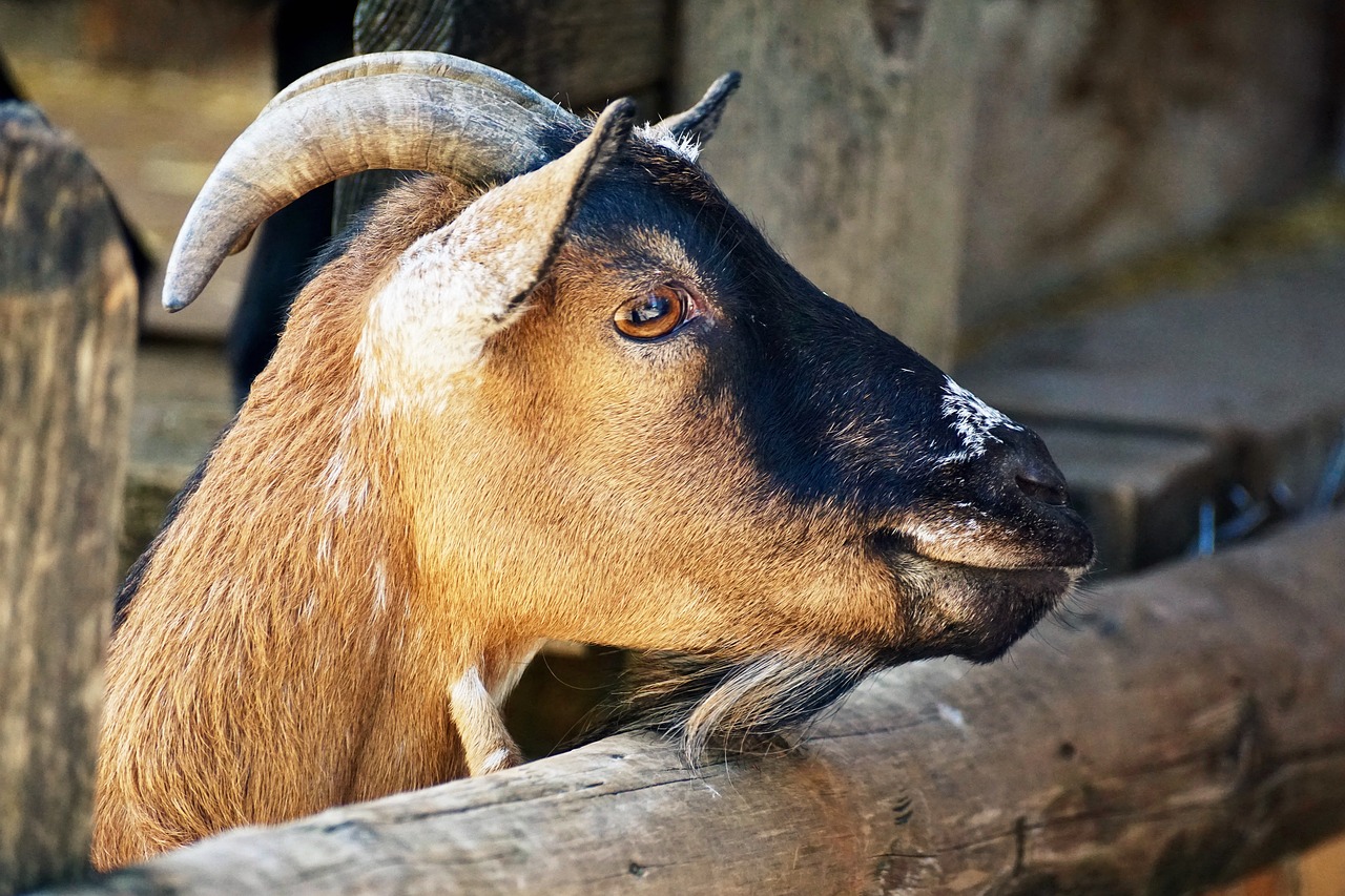 Image - billy goat goat horns livestock