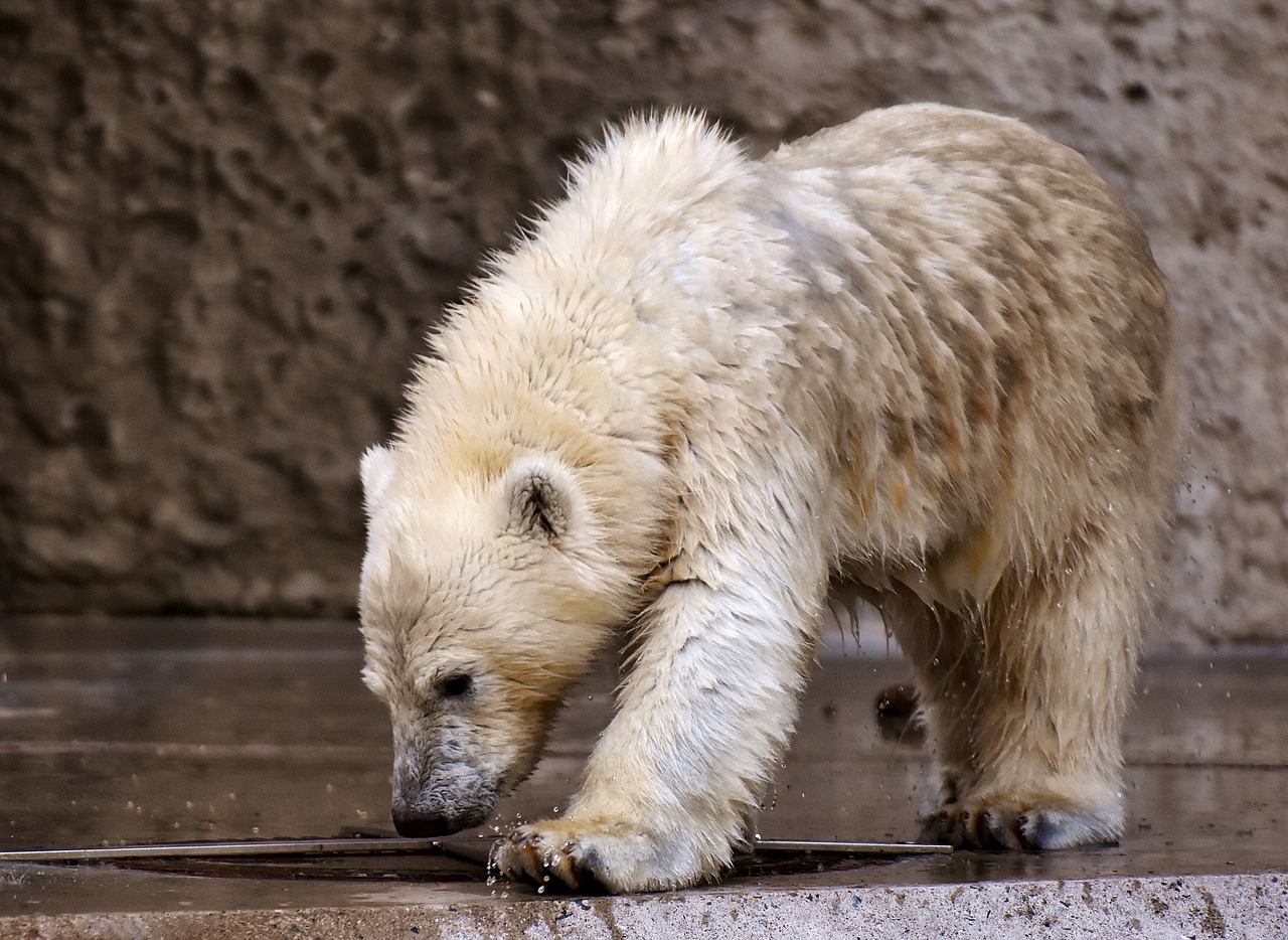 Image - polar bear predator fur beautiful