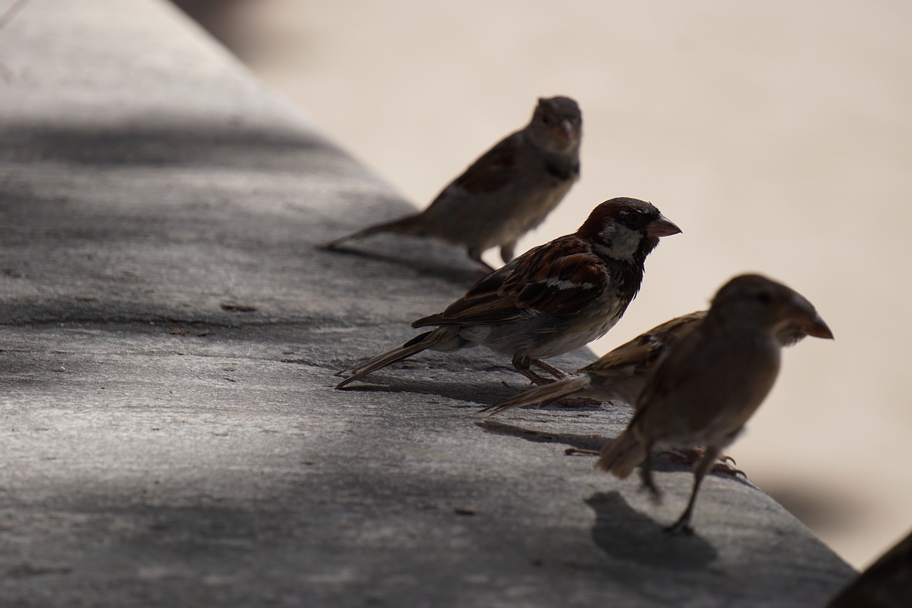 Image - bird birds ave park nature fauna